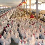 با وجود آنفلوآنزا، مرغ و تخم‌مرغ مخاطره‌ای ندارد