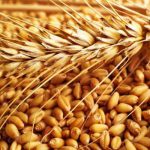 بیش از ۳۴ هزار تن گندم در تالار محصولات کشاورزی عرضه شد