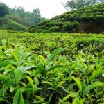 تولید ۲۴ هزار تن چای در کشور
