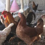 گرانی مرغ به شیوع آنفلوآنزا ارتباطی ندارد