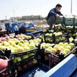 میوه شب عید در ۴۵۰ واحد در تهران عرضه می‌شود