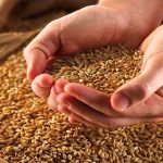 کاهش هزینه‌های دولت با عرضه گندم در بورس کالا
