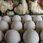 آیا تخم‌مرغ دوباره گران می‌شود؟