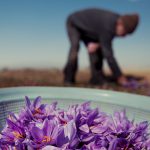 تغییر در مکانیزم فروش زعفران در بورس کالا