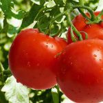 چقدر گوجه فرنگی صادر کردیم؟