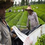 ۱۴ پیشنهاد برای بهبود وضعیت صنعت چای ایران